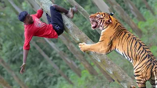 Royal Bengal Tiger Attack | tiger attack in the jungle fun mode movie