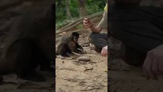 Monkeys using tools and teamwork at the same time to obtain food from seeds #Shorts