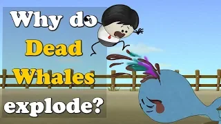 Why do Dead Whales Explode? + more videos | #aumsum #kids #science #education #children