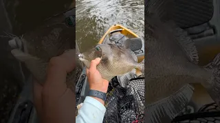 Catching Triggerfish with Jigs