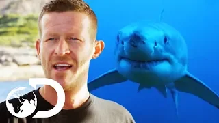 Enraged Shark Attacks Group Of Deep Sea Divers | Isle Of Jaws: Blood Brother