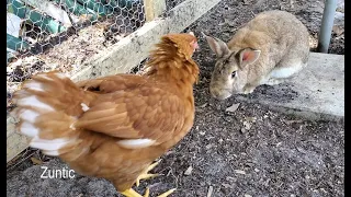 Rabbit meets the chickens for the first time