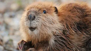 Why Do Beavers Build Dams (Explained)