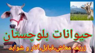 High Quality  HF Cow/ A film by sarawan,Balochistan.