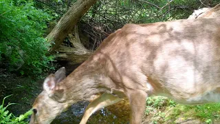 Whitetail Deer & Woodland Wildlife; Forest Squirrels, Groundhogs, Crows, White-Tailed Deer; Cat TV;