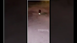 Енот напал на человека / Raccoon attacked a man