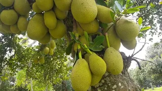 Heavy bearing jackfruit germplasm at Sripur, Gazipur