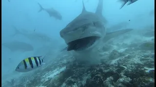 Тигровые акулы Fuvahmulah. (Мальдивы)