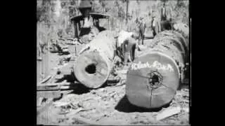 Timber Getting in NSW  - 1924