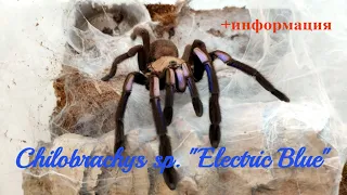 Chilobrachys sp. "Electric Blue". Болтаем о пауках птицеедах во время пандемии. Залипательно.