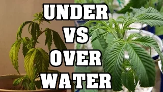 Over Watering and Under Watering Plants
