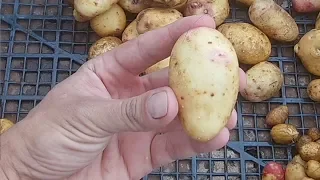 Выращивание картофеля из семян / Урожай картофеля из семян / Результат первого года
