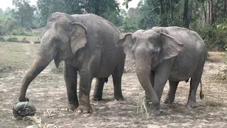 Elephant Sanctuary Siem Reap