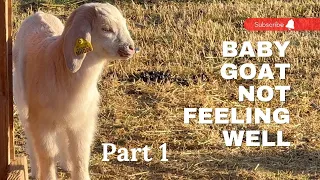 Part 1 Baby goat sick. How to recognize the signs.