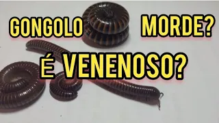 GONGOLO É VENENOSO? MORDE? O PIOLHO DE COBRA, EMBUÁ, GANGUGI OU MARIA CAFÉ PODE SER UMA AMEAÇA?