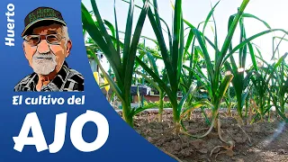 AJOS: COMO SEMBRAR Y CULTIVAR AJOS. GROWING GARLIC, L´AIL