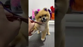 Cute and Funny pomeranian puppies | part 97 😍 | #short