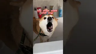 how shibas sound when angry #cutenessoverload #doge