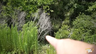 Florida Skunk Ape (New Evidence) aka Bigfoot, Sasquatch, Yeti | OmarGoshTV