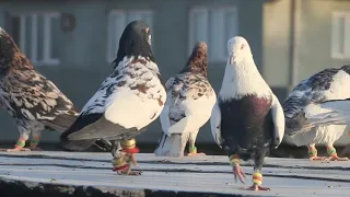 Most beautiful PIGEONS || Afghan famous pigeon || Afghani Kabootar