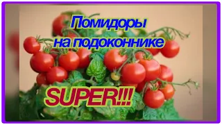 Это реально!!!🤩👍Вырастить дома помидоры Черри🍅 Балконное чудо!!!💃😍🥰