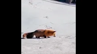 fox catch the rat