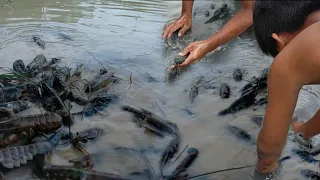 Looking For Sea Bass,But Caught Big Lobster And Oversized Bread Crab With giant fish