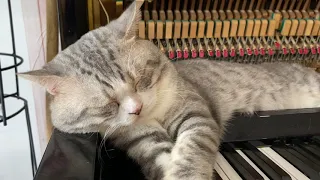 Haburu sleeps immediately after listening to the piano