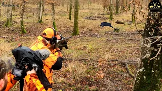 Battue au sanglier avec une BROWNING BAR4X