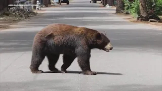 Bear takes a stroll through Lake Tahoe neighborhood