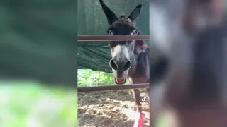 What's Trending: Singing Donkey from Texas