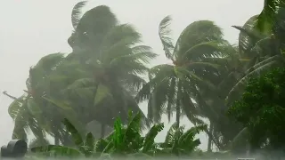 Tropical Rainstorm - 🌴 Palm Trees Blowing, Wind, Rain - Tropical Relaxation Background Ambience