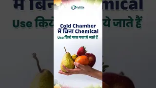 Cold Chamber में बिना Chemical Use किये फल पकाया जाता है | #business #businessideas #entrepreneur