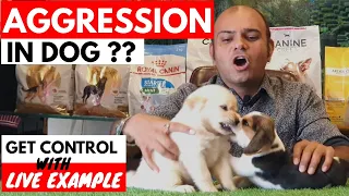 Why My Dog Is Getting Aggressive? Get Solution With Live Example | Puppy Fighting | Baadal Bhandaari