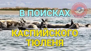 В ПОИСКАХ КАСПИЙСКОГО ТЮЛЕНЯ