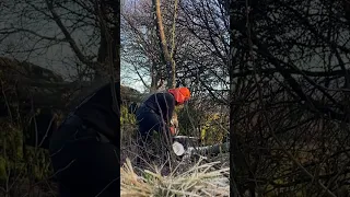 Felling tree leaning the wrong way. Using Stihl MS241 and wedges