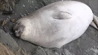 Sea elephants in Big Sur California