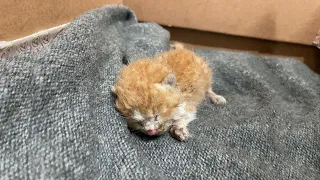 Newborn kitten was abandoned, crying in the tire under the stairs of the building to a Prince Cat!