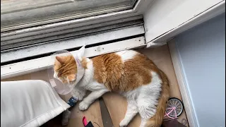 Crazy Cute Cat’s daily routine, cat is still not home.