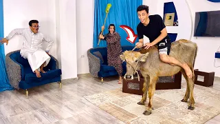 عجل العيد المجنون كسر البيت😂🐂 السلسيلي