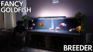 Fancy GOLDFISH breeding ROOM + DISPLAY tank