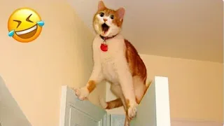 Trending Funny Animals 😍 Funniest Dogs and Cats 😹🐶 Part 30