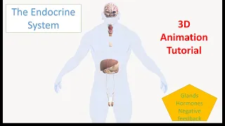 Endocrine System Organs and Functions - 3D Animation Tutorial