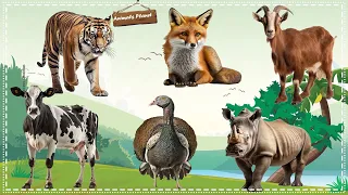 Discover the Fascinating World of Animal Sounds: Cow, Tiger, Goat, Fox, Rhinoceros, Turkey