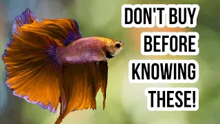 How to Pick Your First Betta (Picking a Healthy Betta - DON'T Buy Your Betta Before Knowing These!)