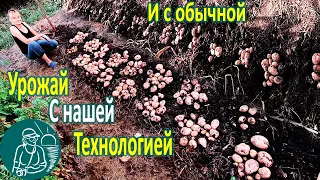 🥔 Урожай картофеля в технологии Гордеевых и без 🌿 Сравнение разной посадки и выращивания картофеля