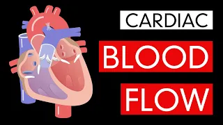 Cardiac Blood Flow