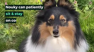 Train your dog to be obedient with Dogo app