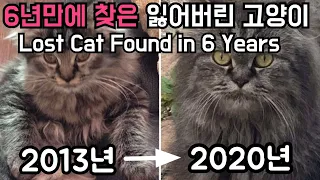 잃어버린 고양이 6년만에 찾았어요[고양이탐정]Lost Cat Found in 6 Years