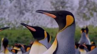 Penguins 3D | Official TV Spot (Short Version)